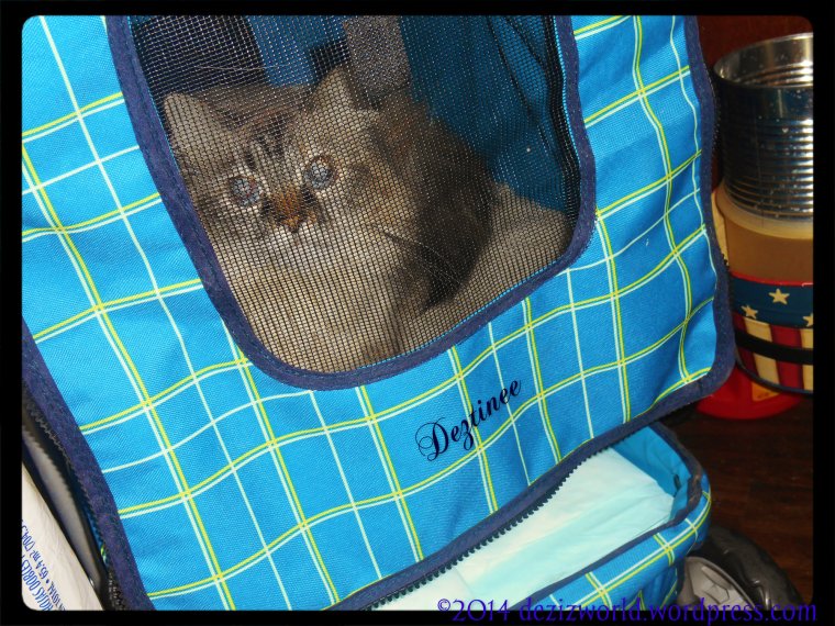 Me wuz sittin' in da stwoller waitin' fur mommy to fix dinner. Weally me wanted to go fur a stwoll. MOL