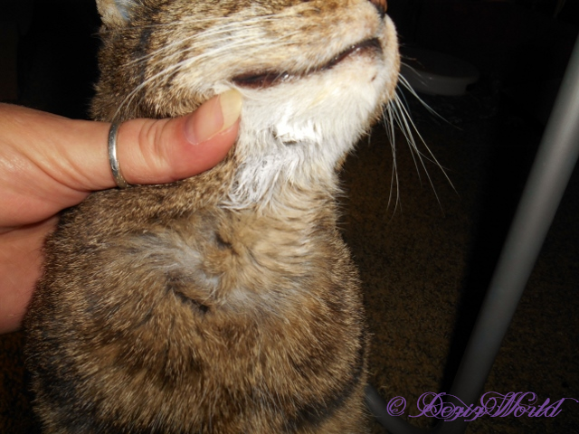 Lexi with Soos Pets Rescue Cream on chin