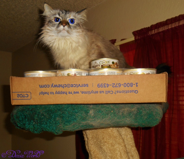 Dezi with case of Wellness Core Cat food