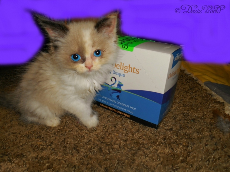 Raena poses with Holistic Delights Creamy Bisque cat food