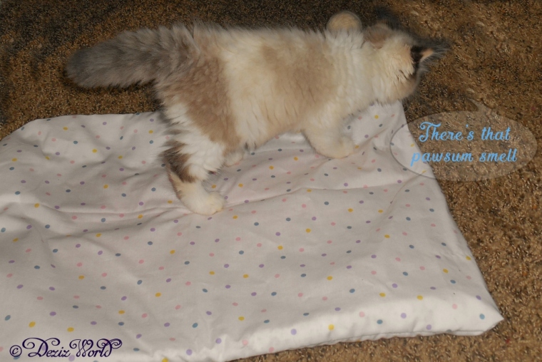 Raena discovers cat nip in her made with lovs catnip mat
