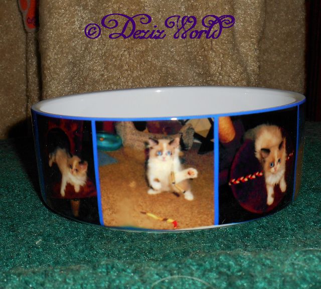 photo ceramic cat bowl from collage.com