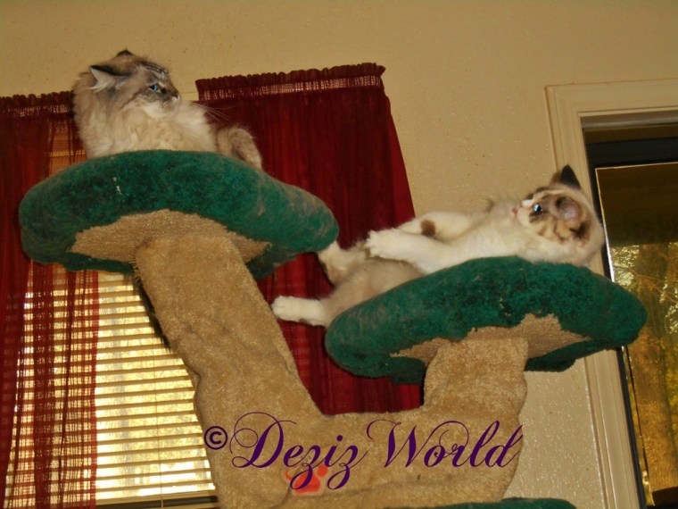 Dezi and Raena on cat tree and Raena sticks her tongue out