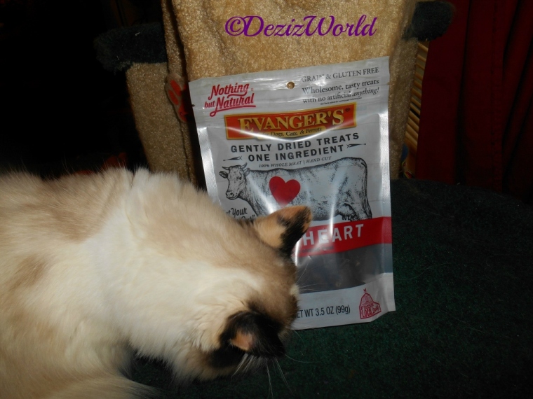 Raena sniffing the evanger's beef heart treats bag