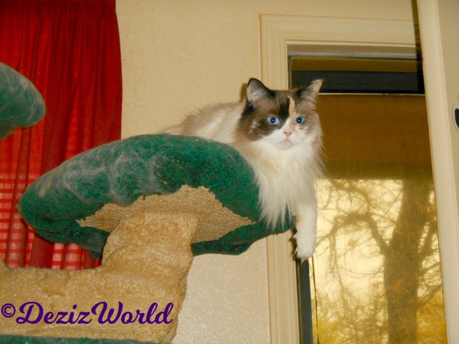 Raena lays atop Liberty Cat tree and hangs paw over edge
