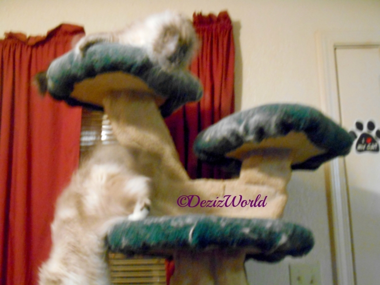 Dezi lays atop the liberty cat tree looking down at Raena jumping off, blurry blooper