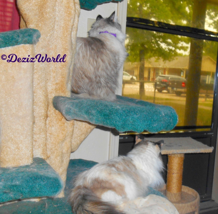 Dezi and Raena look out the door while sitting and laying on the liberty cat tree