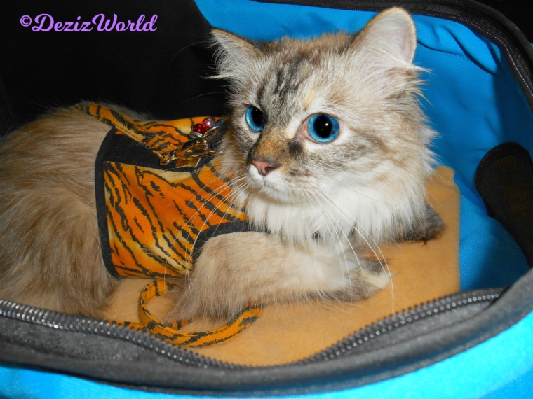 Dezi lays in stroller with tiger kitty holster harness on.