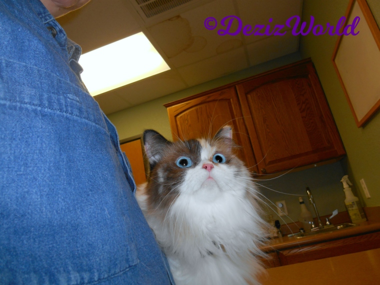 Raena sits on table at vet