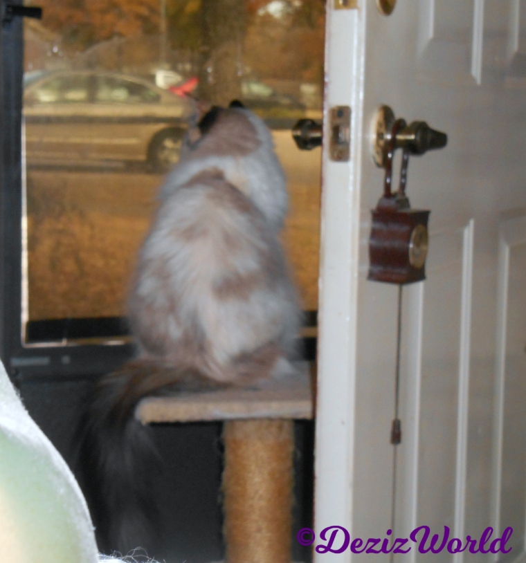 Raena sits on small perch looking out door