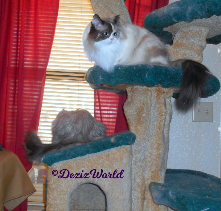 Dezi sits on cat tree house looking out window and Raena sits on cat tree ledge