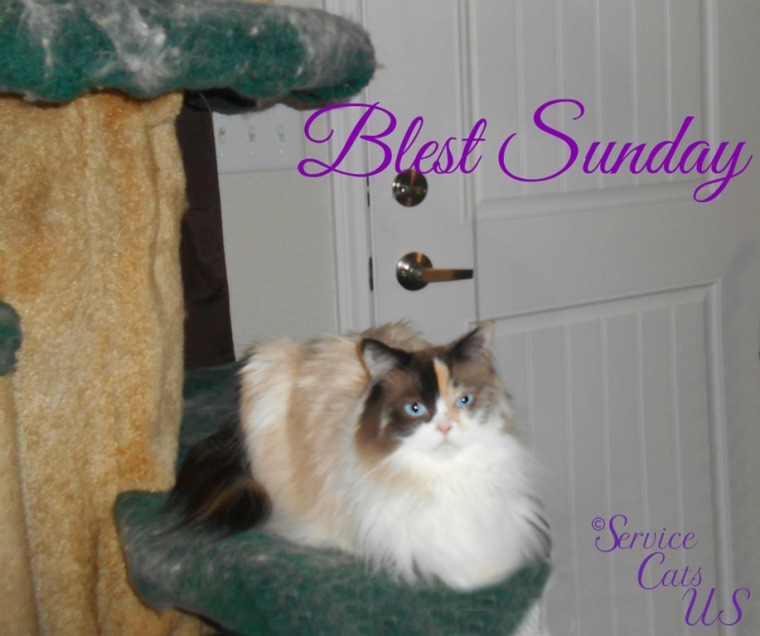 Raena lays on cat tree, Blest Sunday template