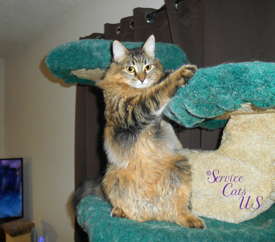 Zebby stands on cat tree