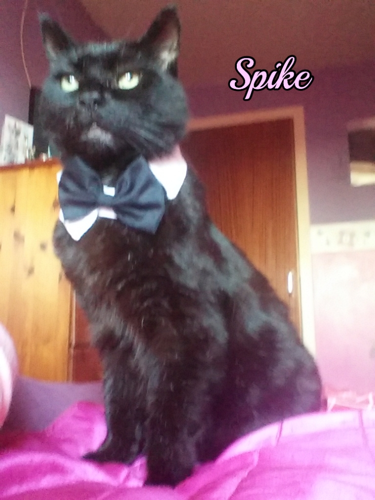 Spike in bow tie